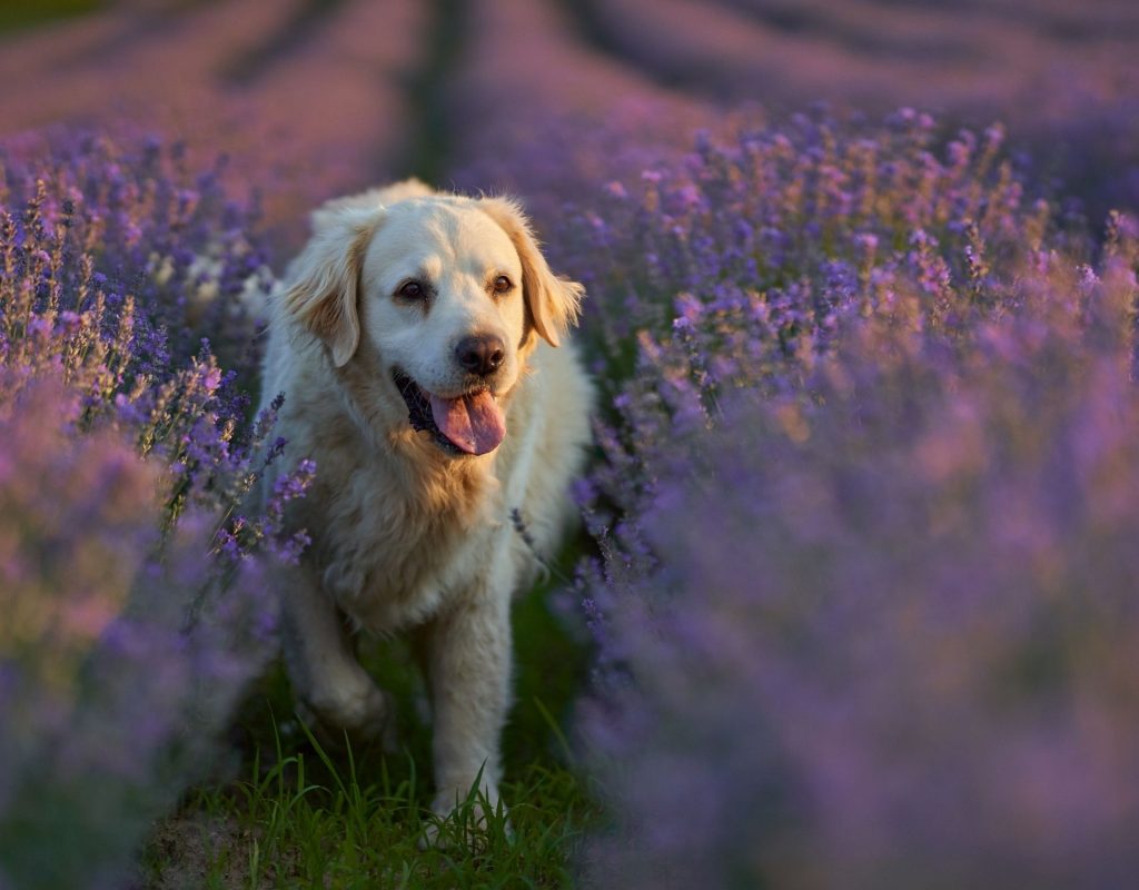 Hund im Lavendelfeld