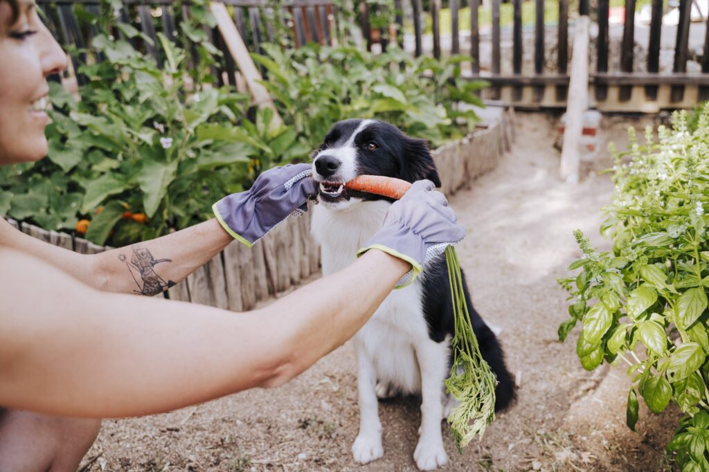 Hund mit Möhre im Maul