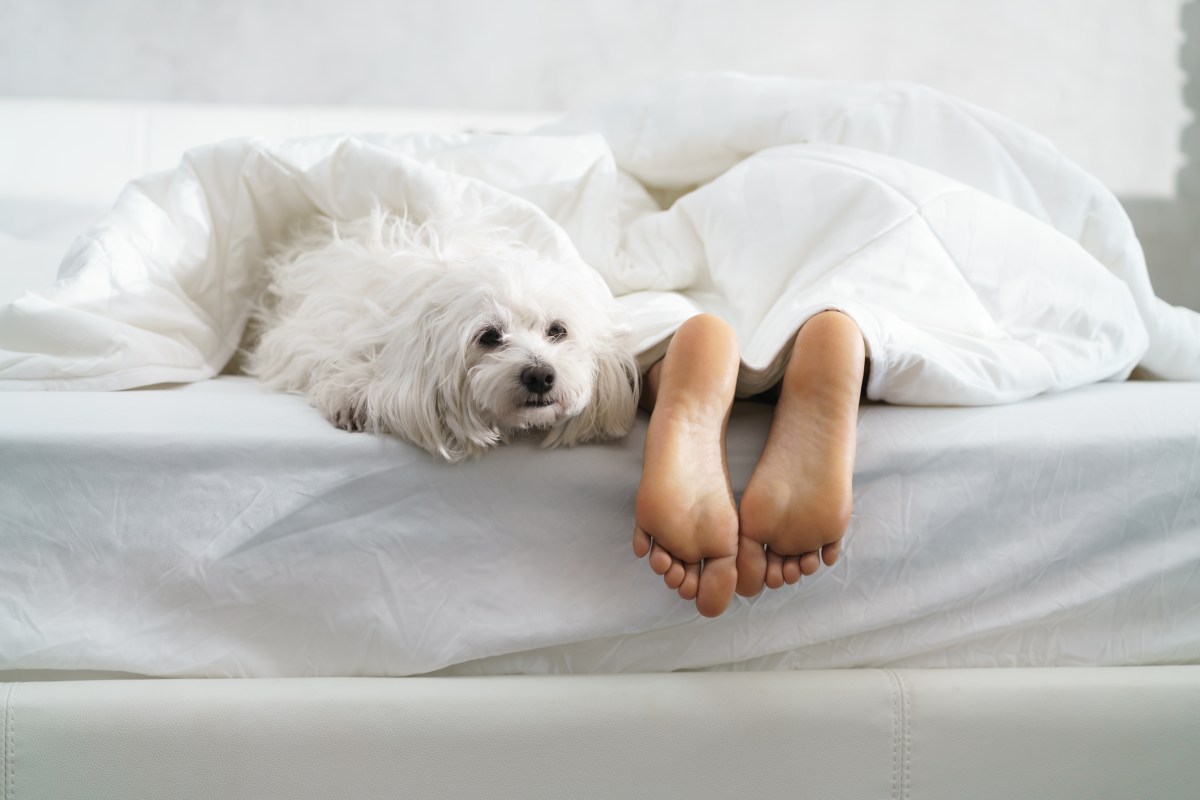 Hund schläft im Bett mit Besitzerin.