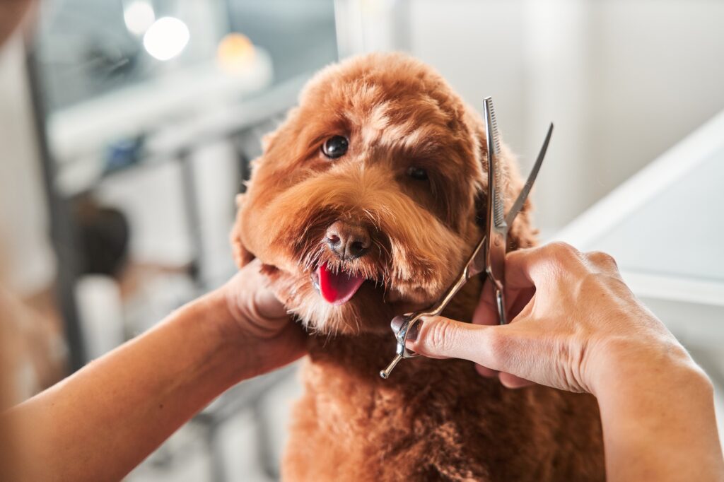 Hund beim Hundefriseur