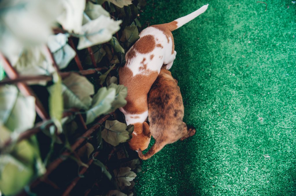 Zwei Welpen schnüffeln im Garten