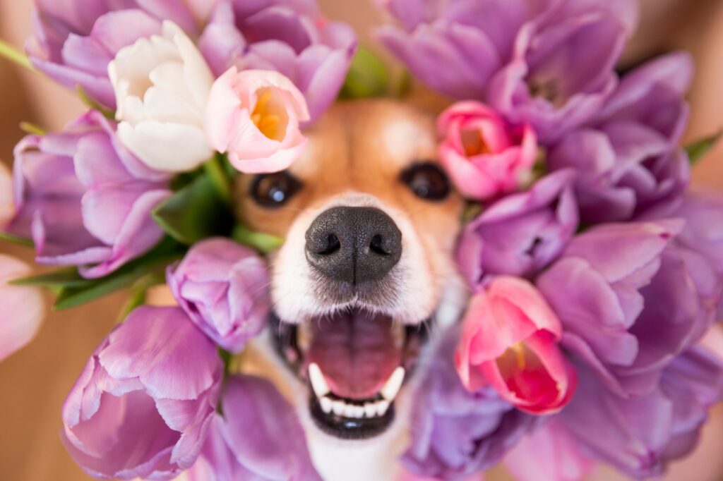 Hund mit Tulpen