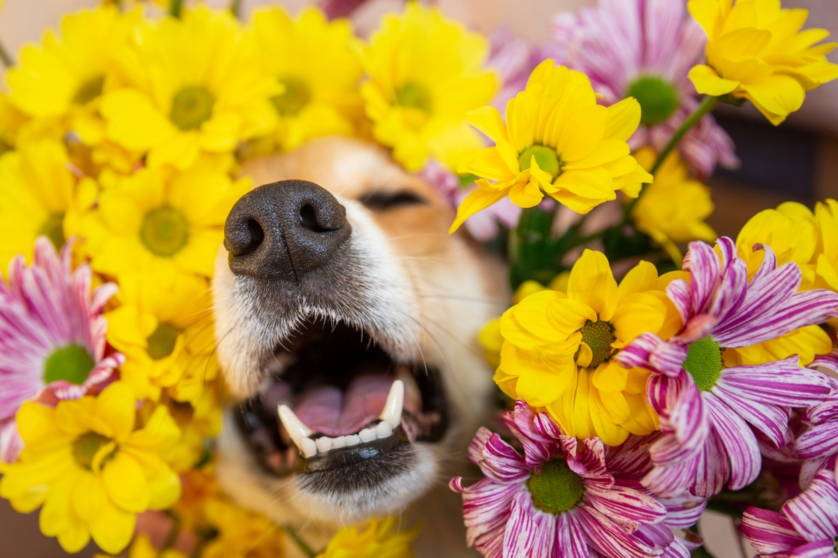Hund im Frühling im Blumenmeer.