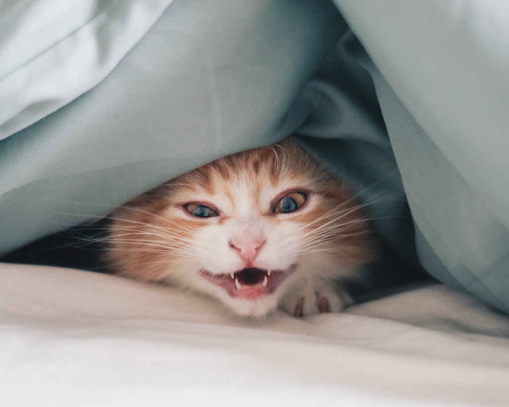 Katze miaut und schaut unter der Bettdecke hervor.
