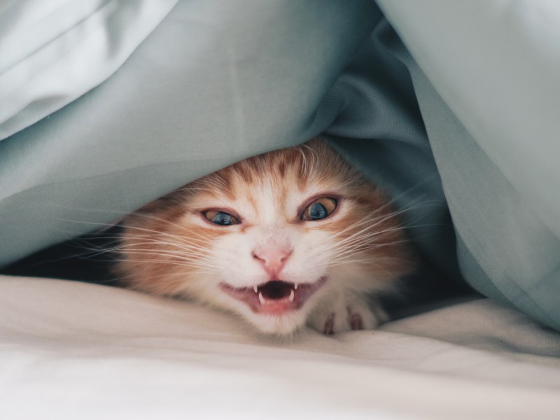 Katze miaut und schaut unter der Bettdecke hervor.