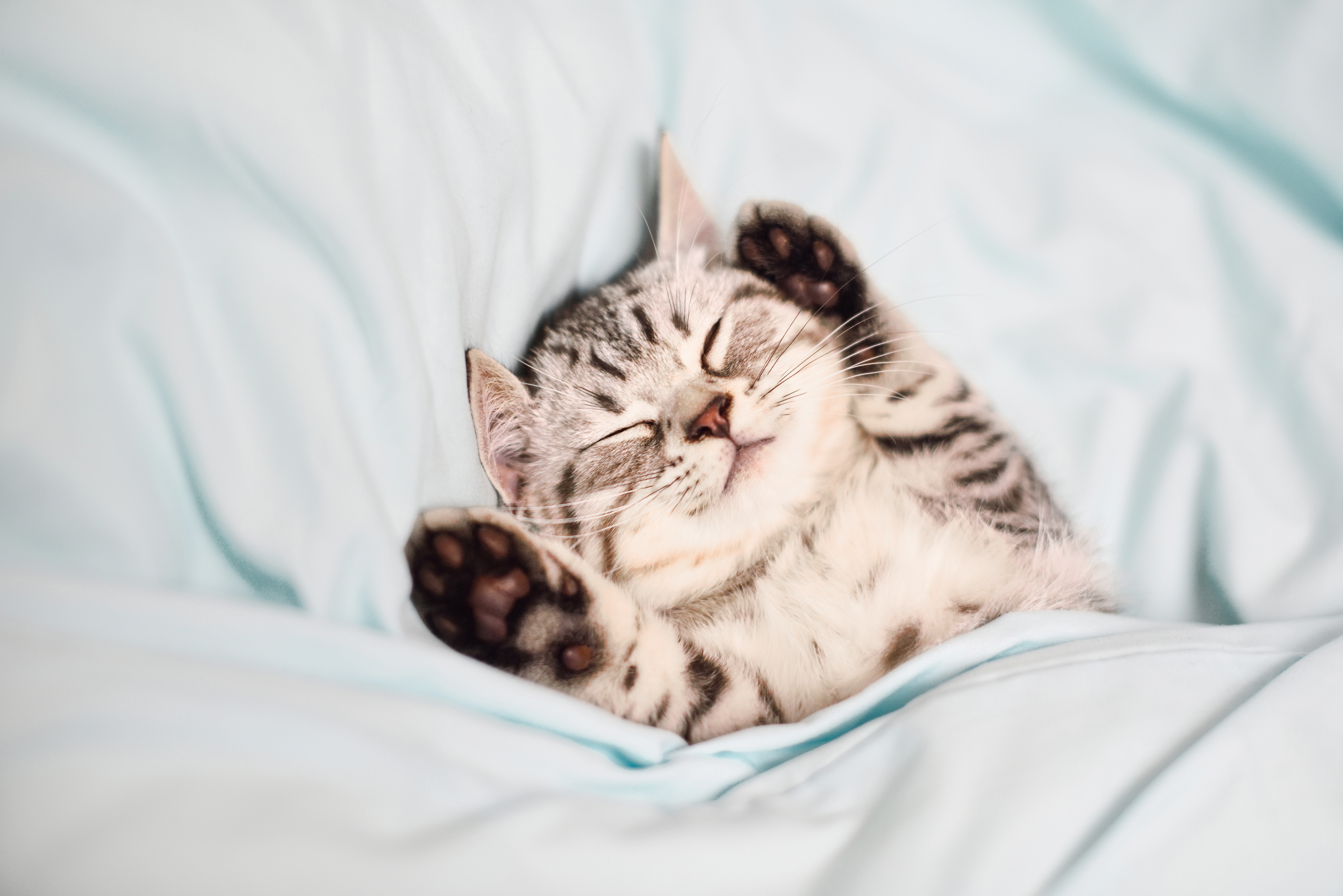 Котенок в постели. Милые коты. Милые кошечки. Милый кот. Милые котята.