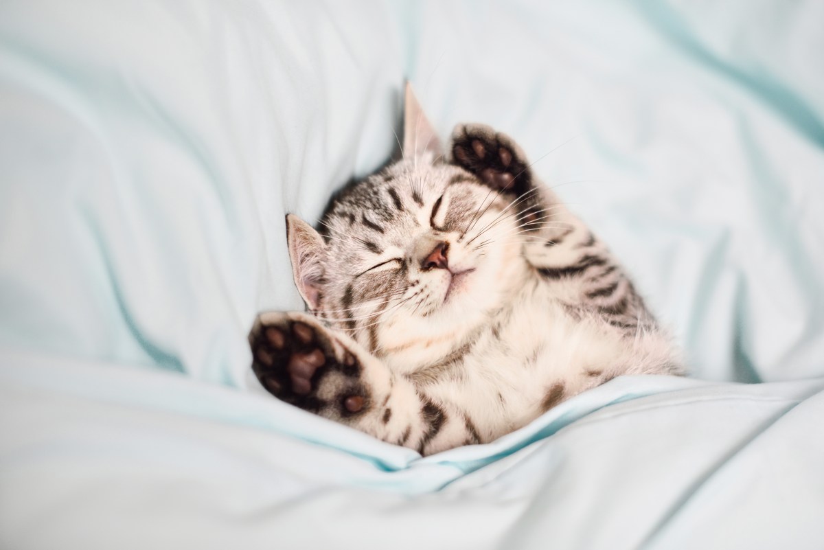 Kleine Katze träumt im Bett.