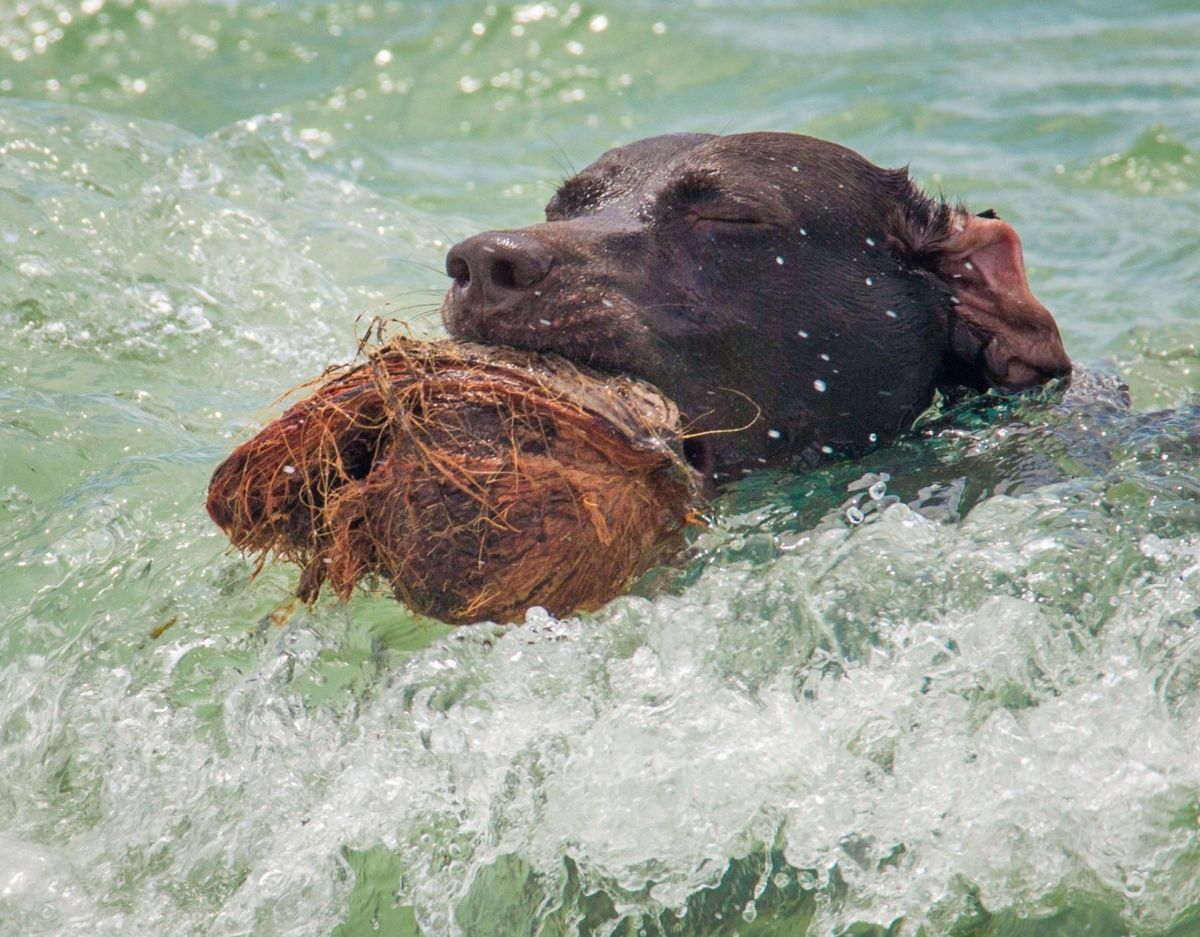 Hund mit Kokosnuss im Wasser
