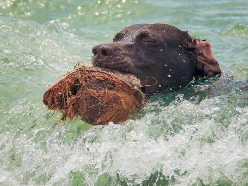 Hund mit Kokosnuss im Wasser