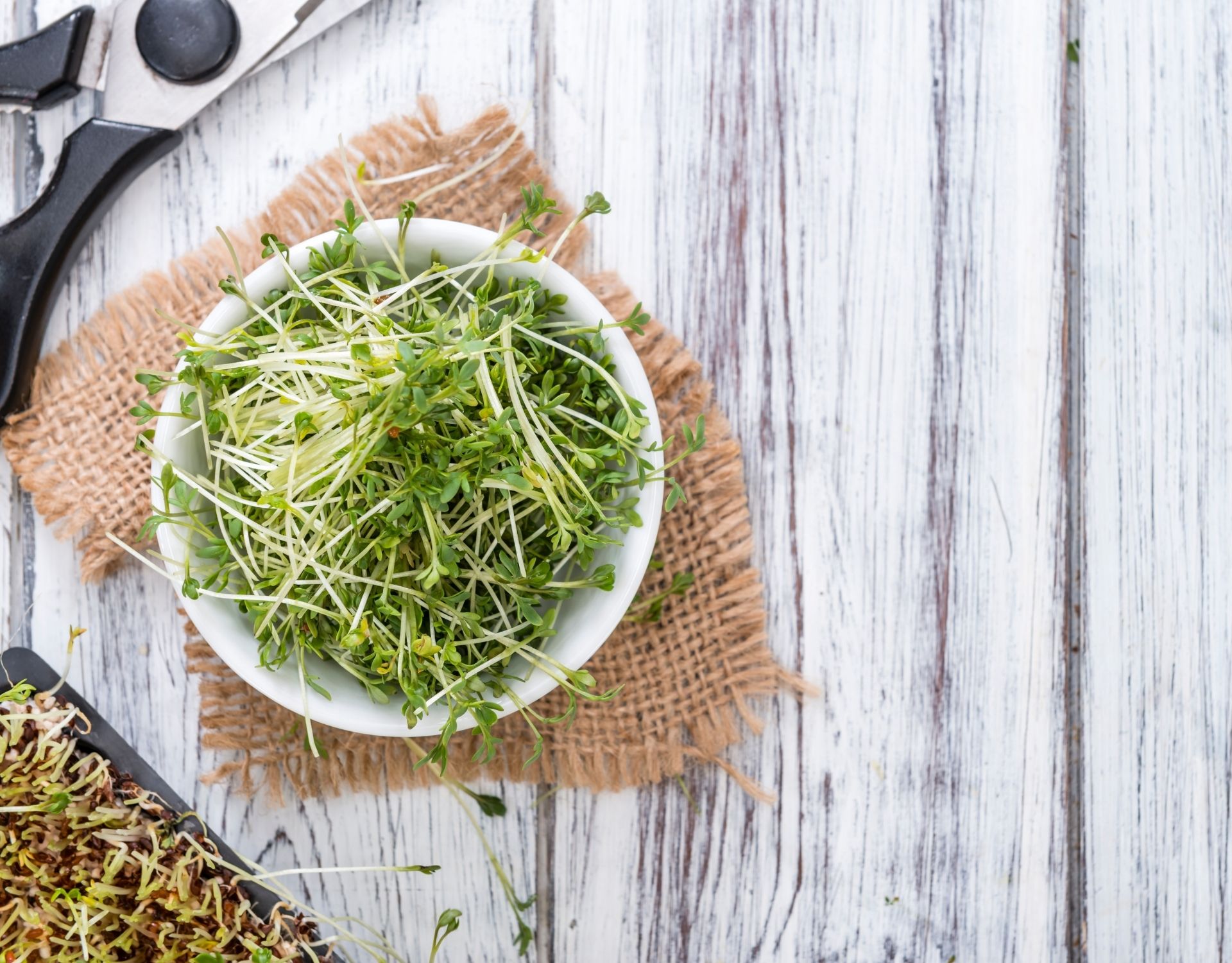 Ist Kresse gesund? 5 Gründe, warum du sie häufiger essen solltest wmn.de