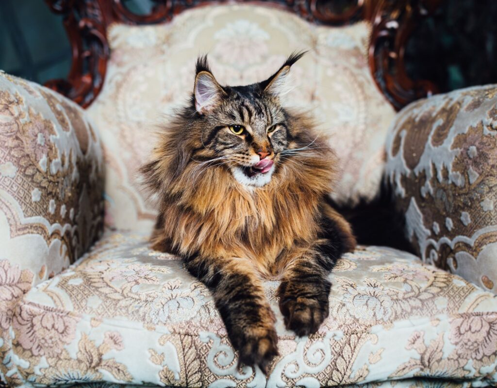 Maine Coon