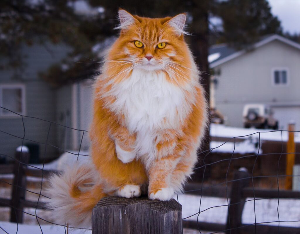 Norwegische Waldkatze