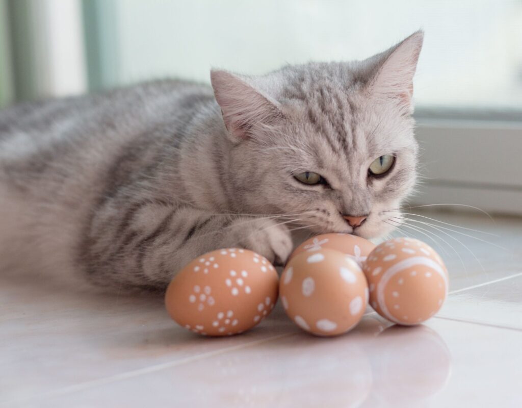 Ostern Katzen