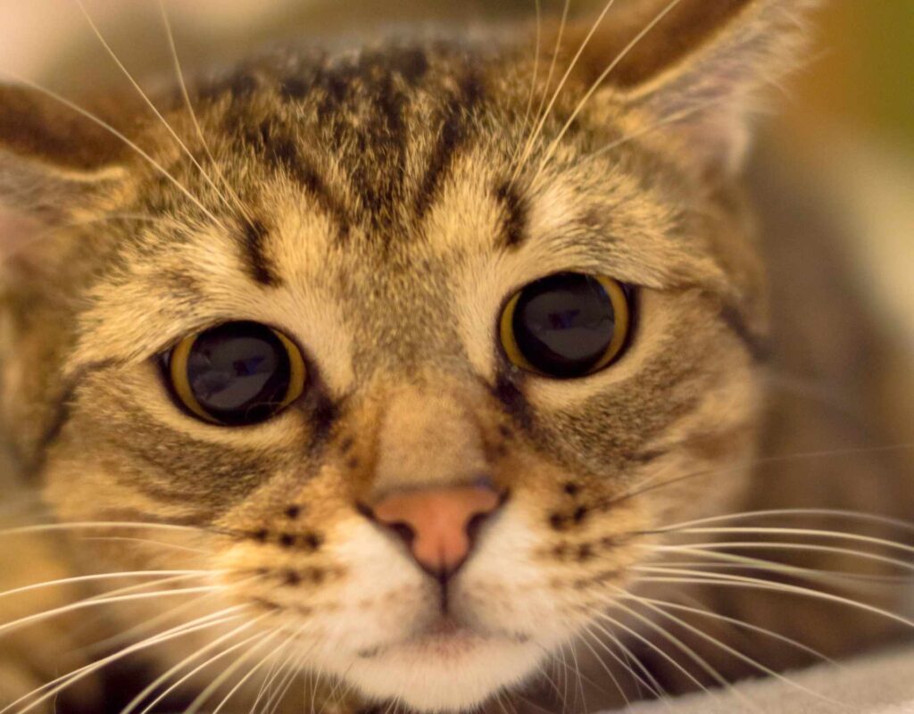 Augen Katzen