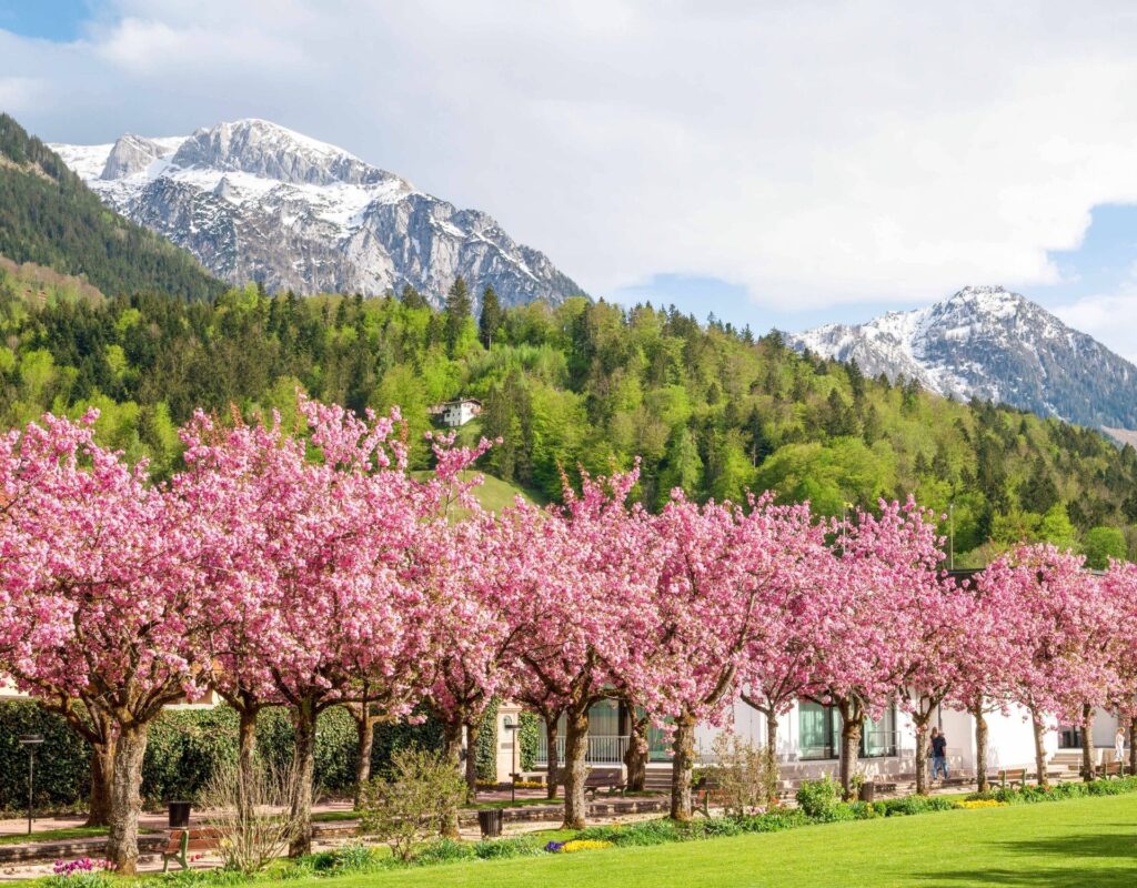 Berchtesgaden Mai Kirschblüten