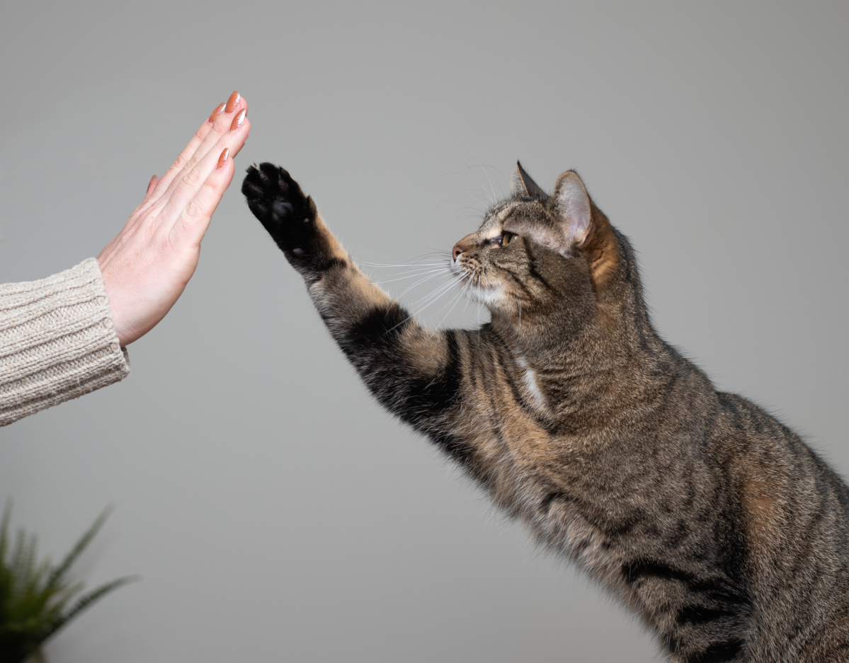 Katze beim Training schlägt mit Pfote in die Hand.