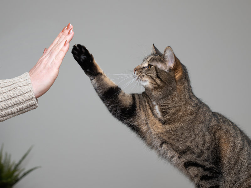Katze beim Training schlägt mit Pfote in die Hand.