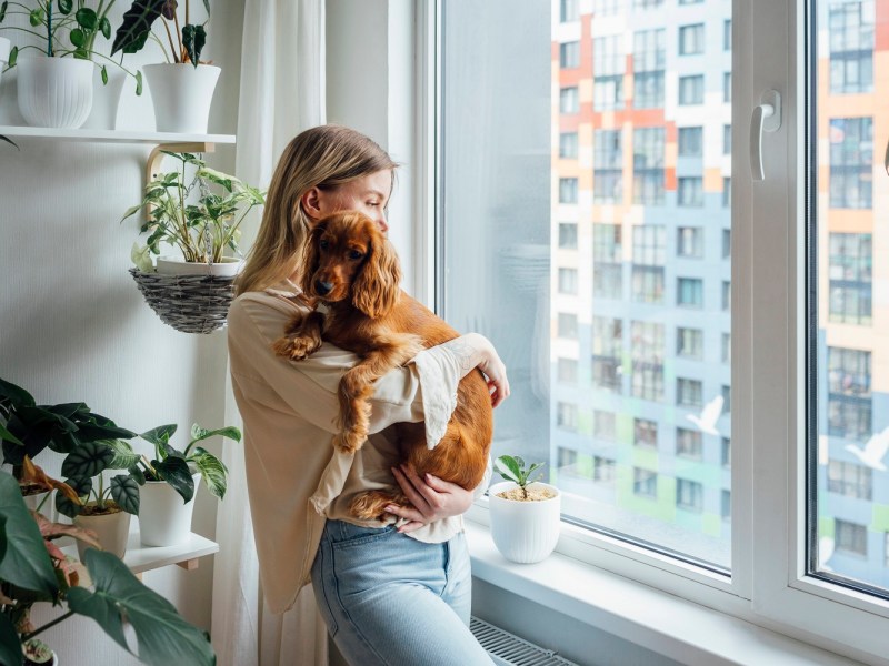 Hund mit Frau am Fenster