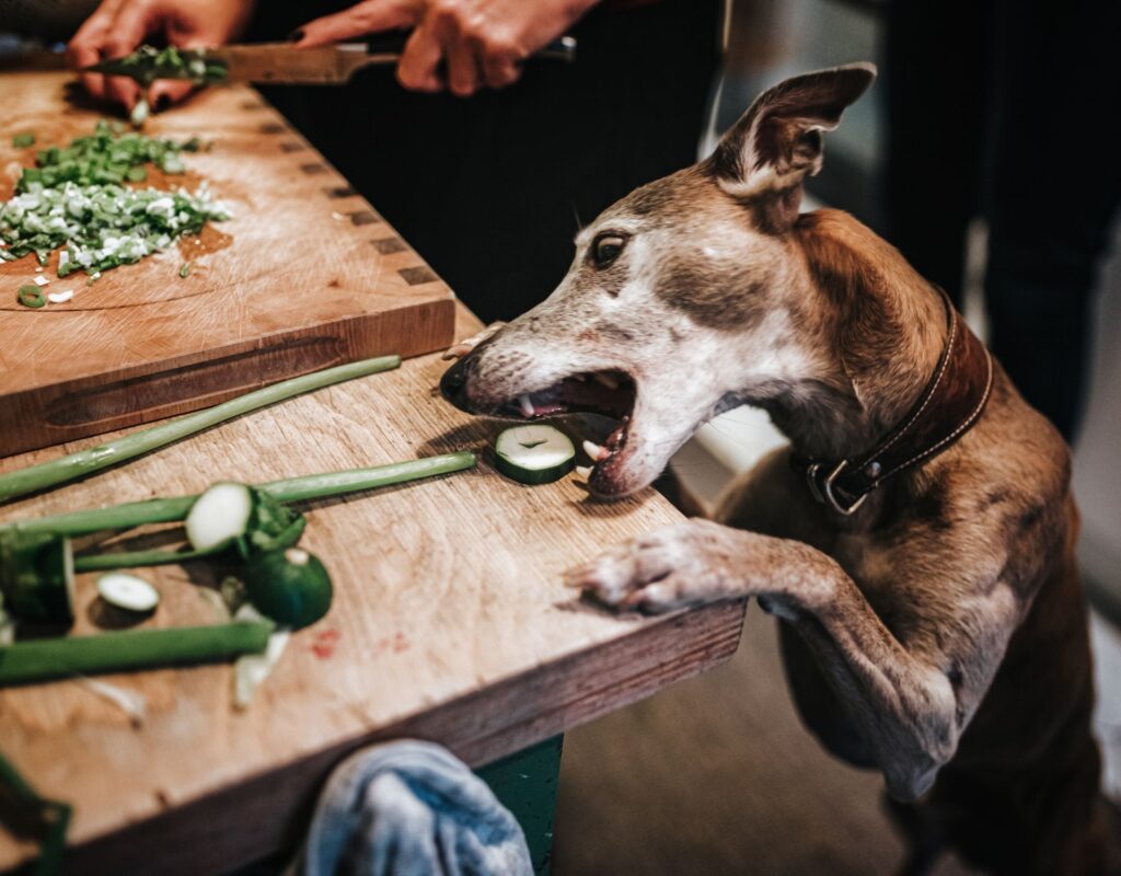 Hund frisst etwas vom Tisch