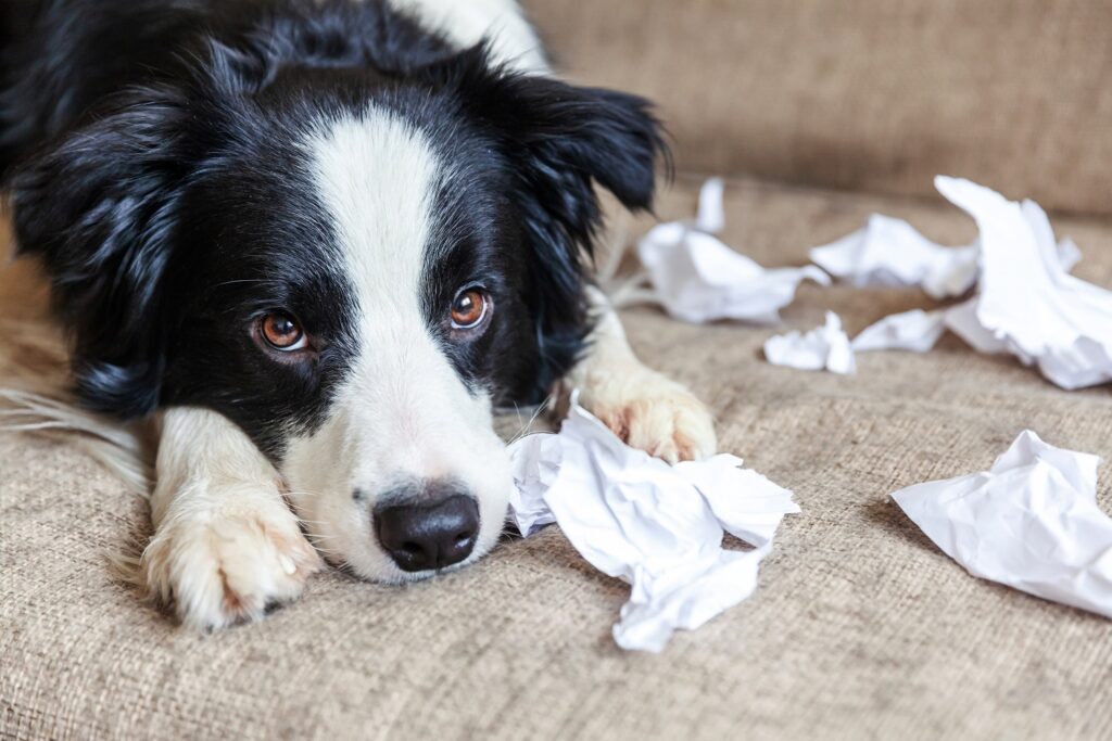 Hund hat etwas zerrissen