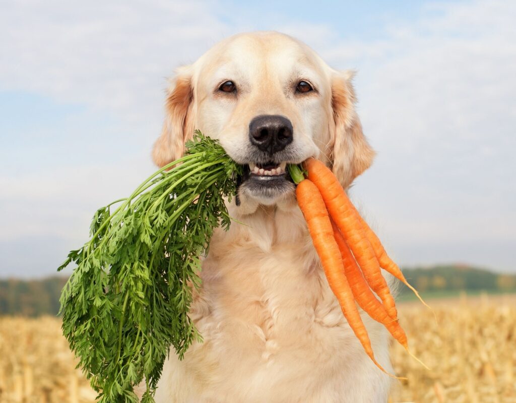 Hund mit Möhre im Maul