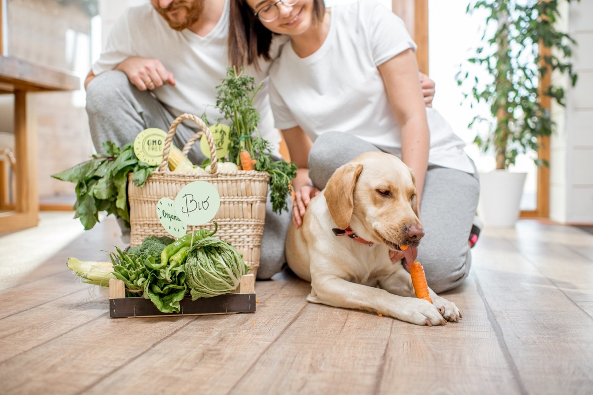 Hund ernährt sich vegan