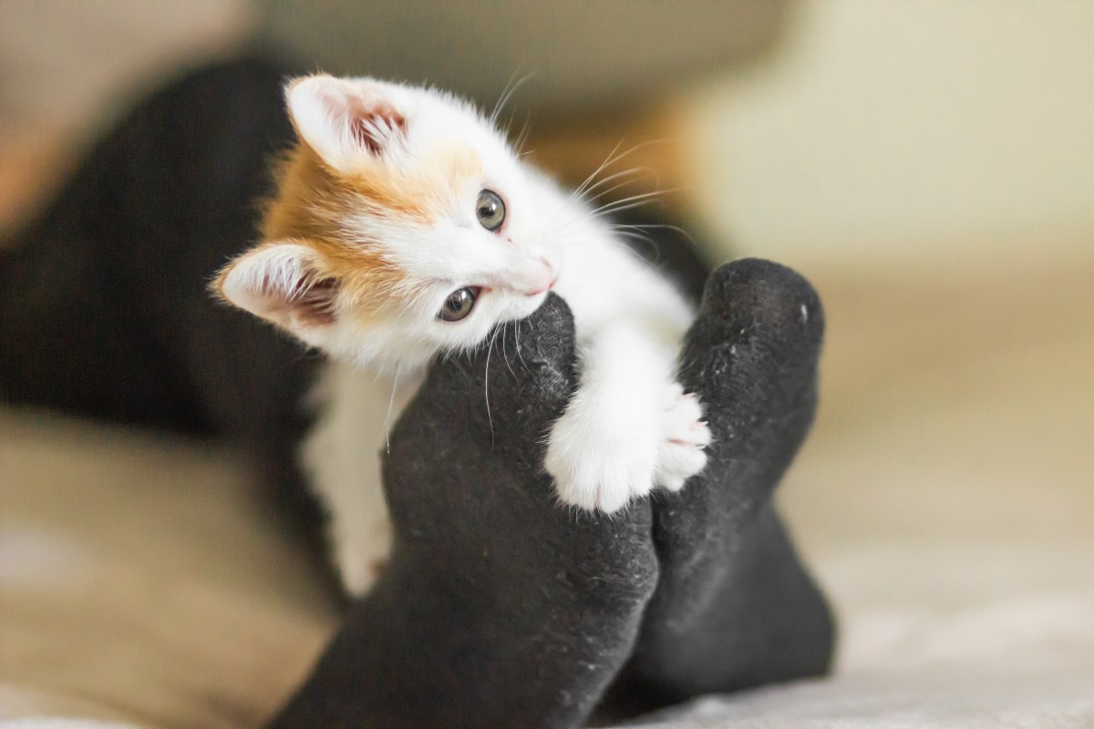 Katze beißt in Fuß mit schwarzen Socken.