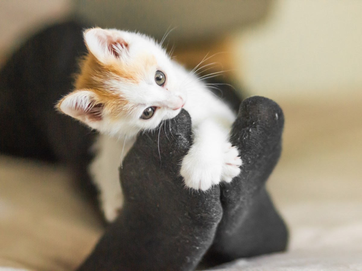 Katze beißt in Fuß mit schwarzen Socken.