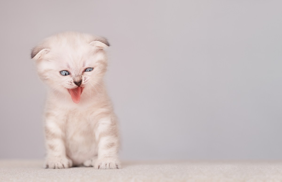 Katze verzieht das Gesicht.