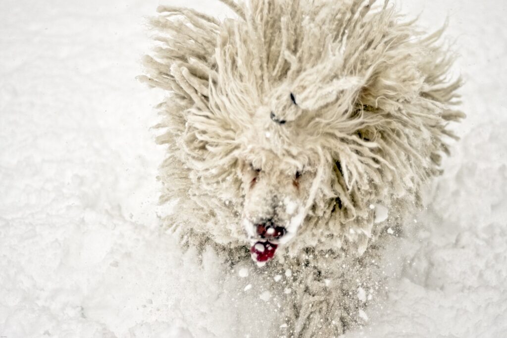 Komondor