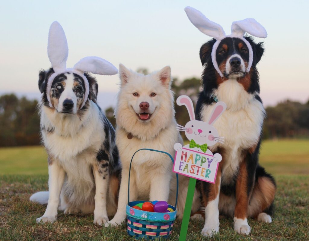 Hunde zu Ostern
