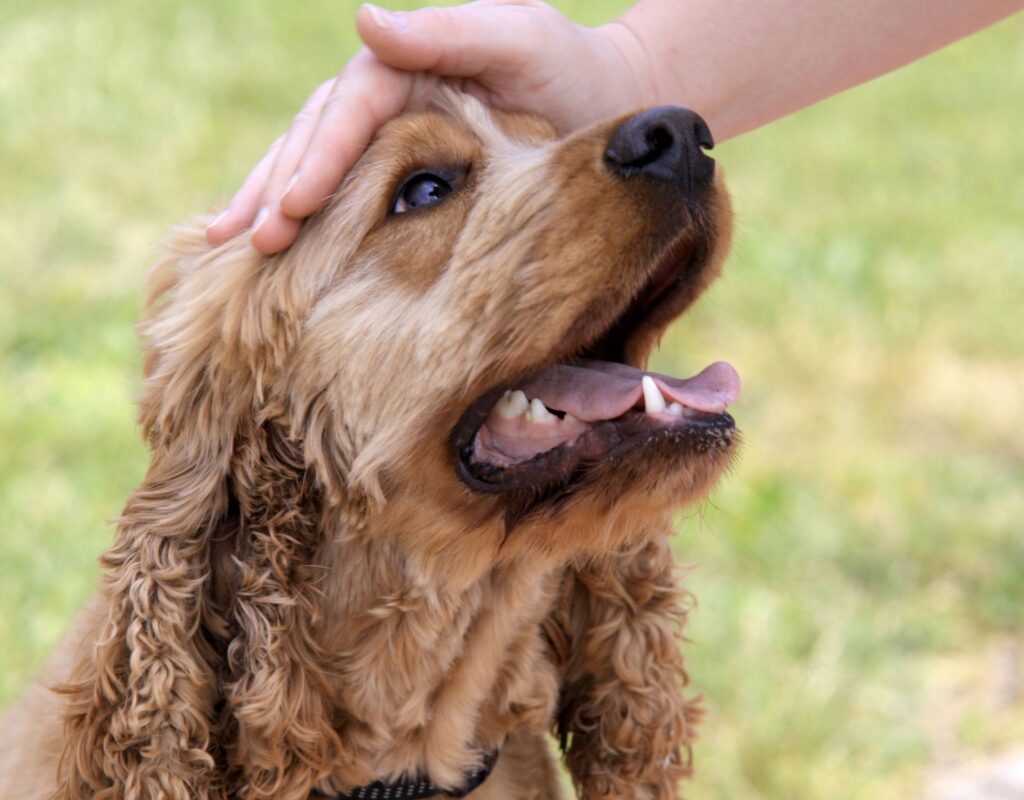 Hund Hand auf Kopf