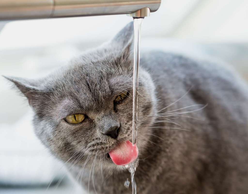 Katzen Wasserhahn