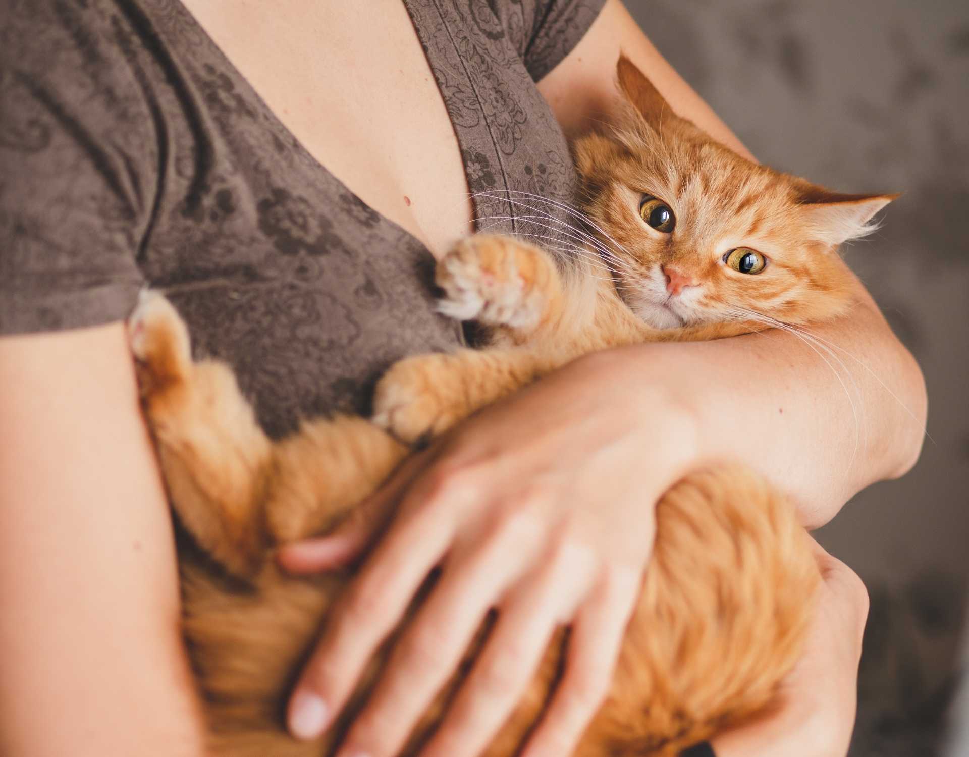 Stress-bei-Katzen-Das-sind-die-Ursachen-so-beugst-du-vor