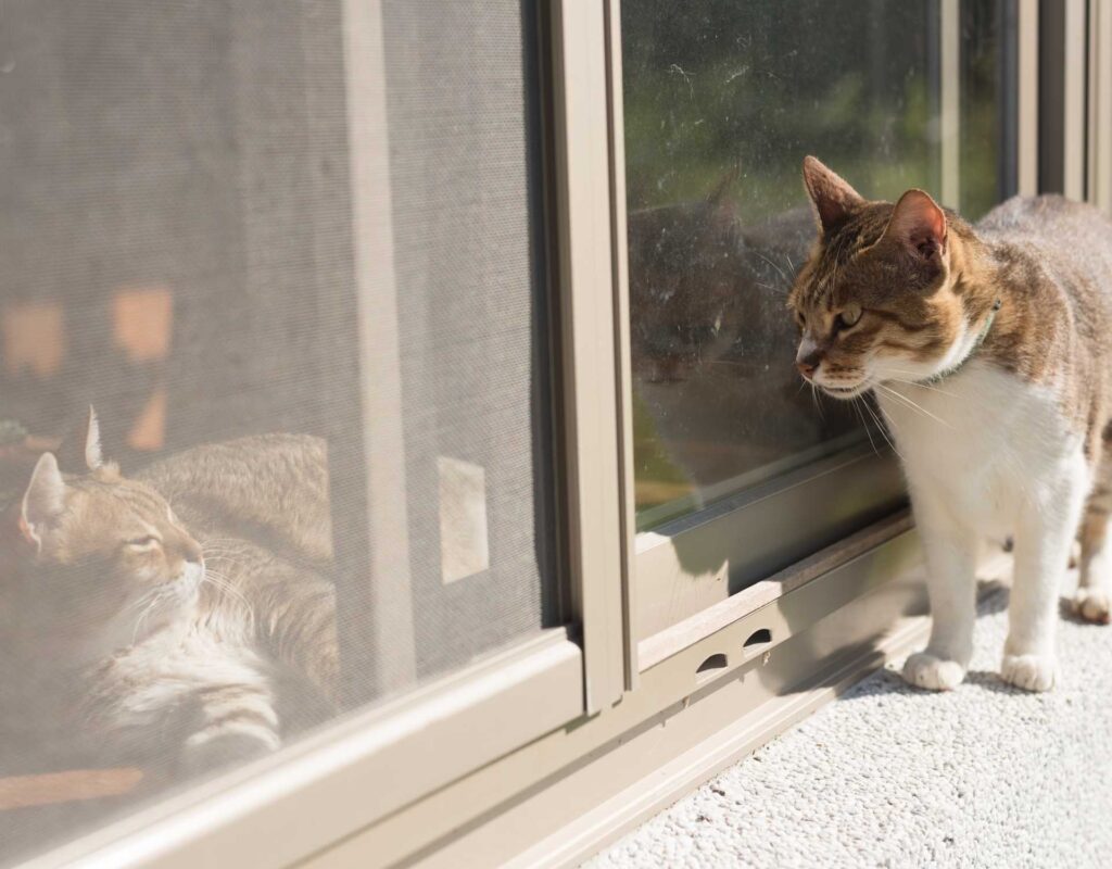Katze Stress Dominanz