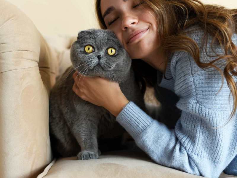 Katze gestresst