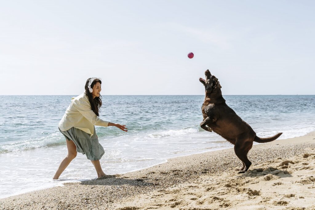 Hund fängt Ball am Strand