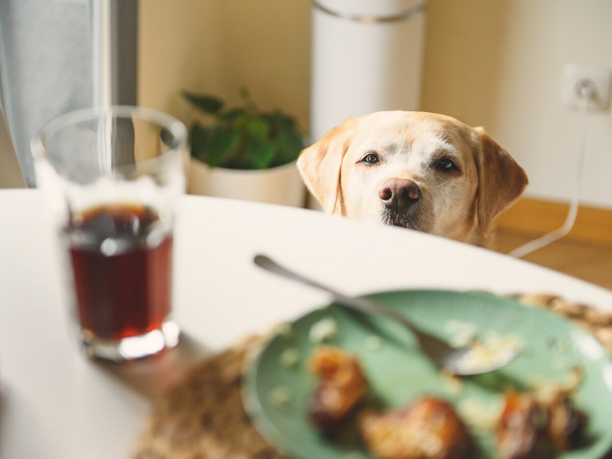 Hund schaut auf Essen