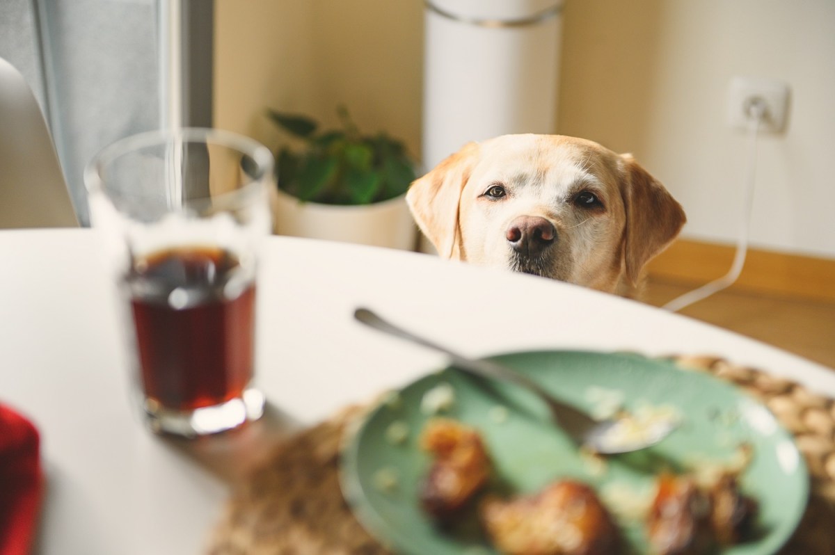 Hund schaut auf Essen