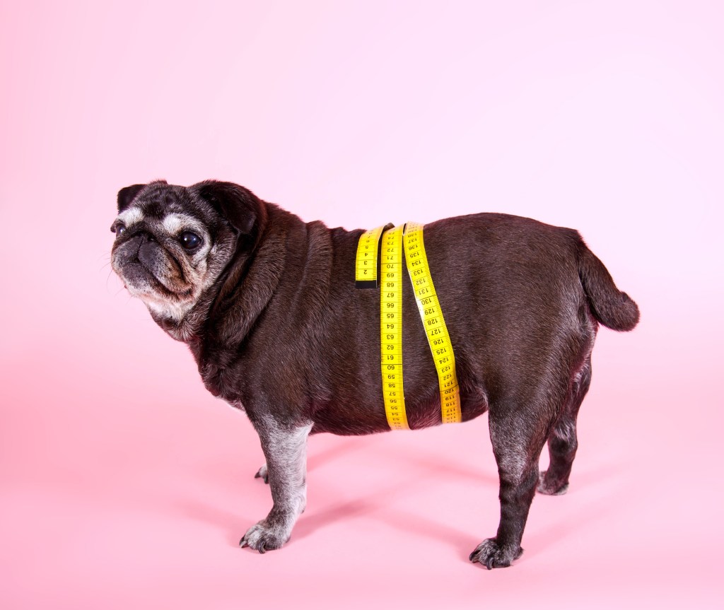 Übergewichtiger Hund mit Maßband um den Bauch