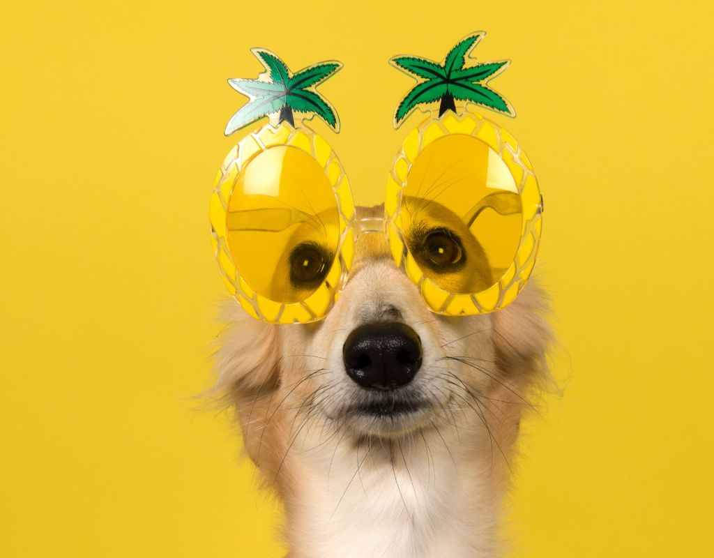 Hund Ananas Brille