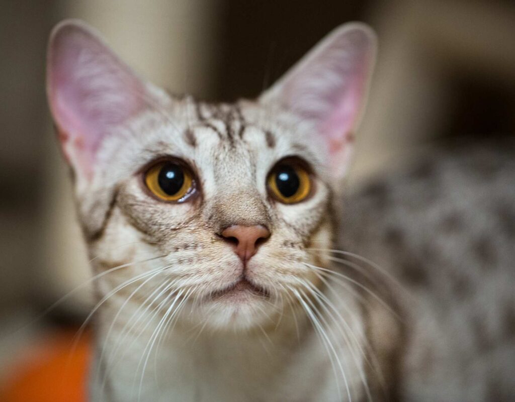 Ocicat Katzenrasse