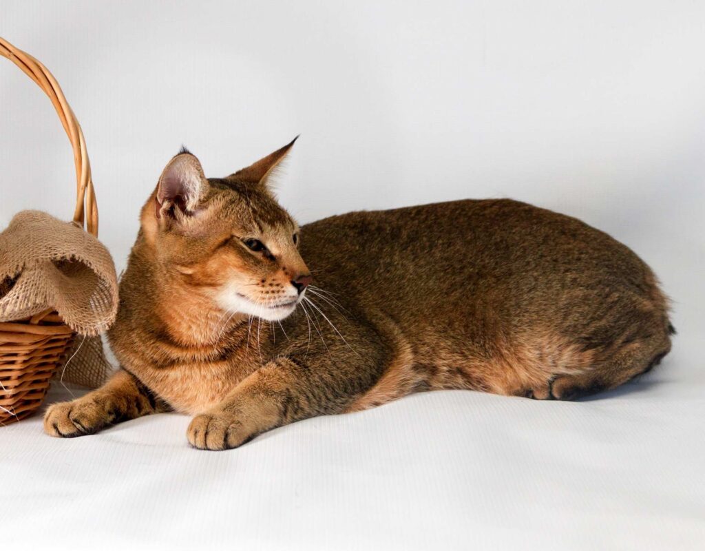 Chausie Katze