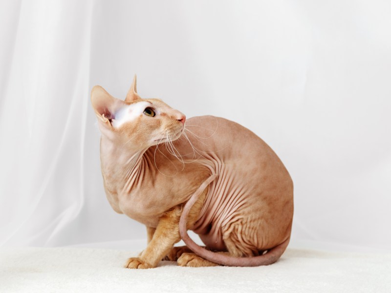 Die Peterbald Katze ist eine außergewöhnliche Katzenrasse.