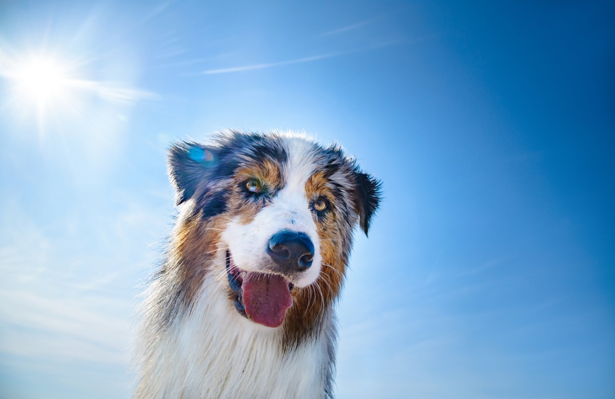 Hund vor blauem Himmel streckt Zunge heraus.