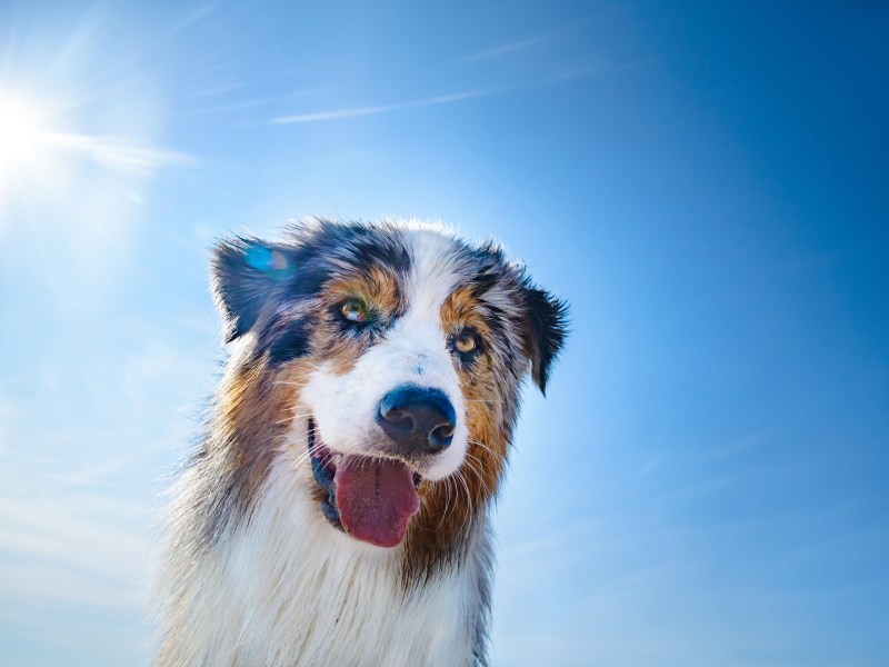 Hund vor blauem Himmel streckt Zunge heraus.