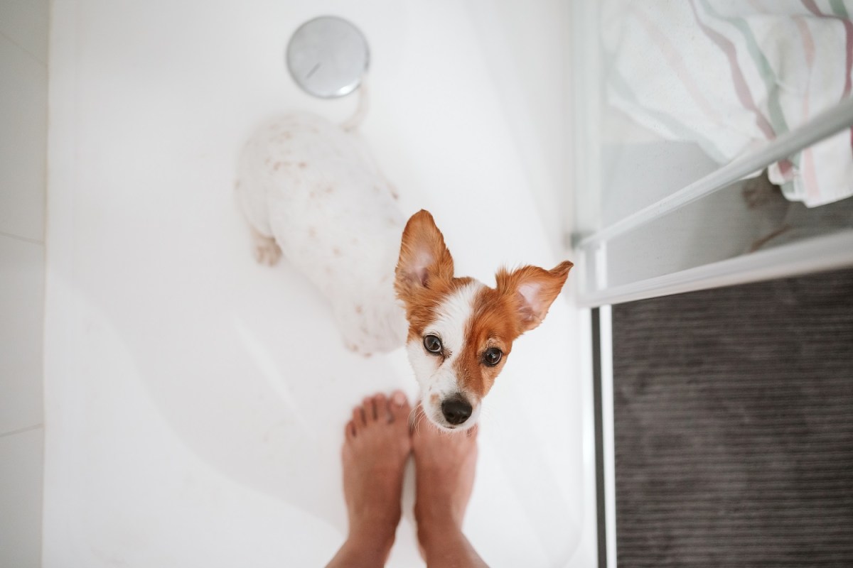 Hund im Badezimmer