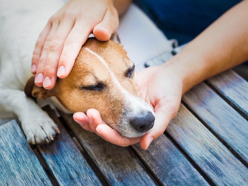 Hund wird von Händen gehalten