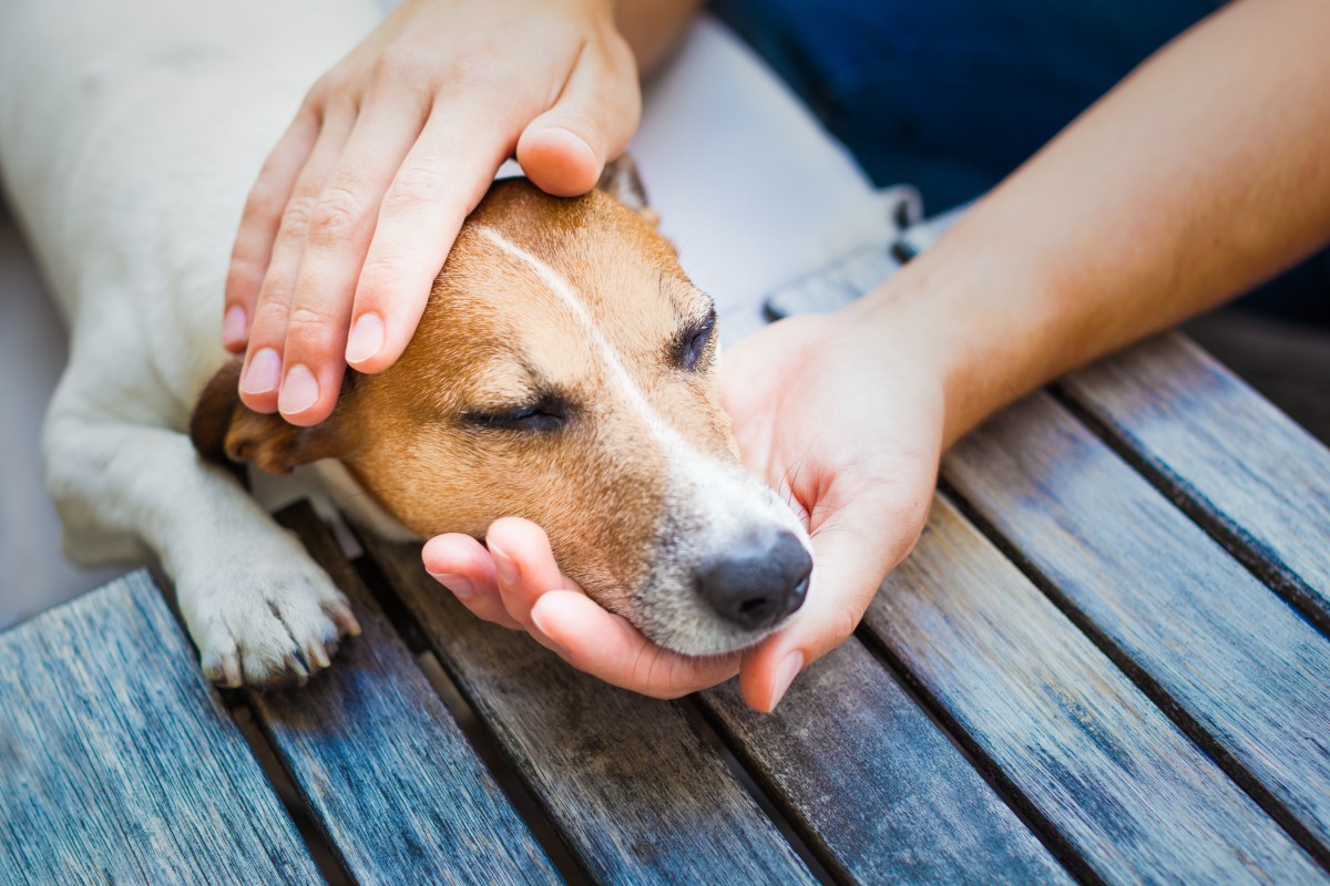 Hund wird von Händen gehalten