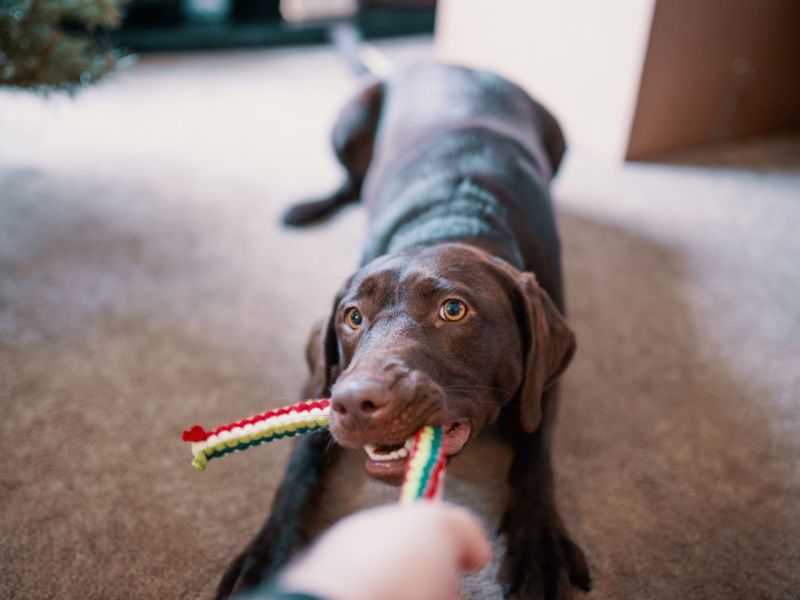 Hund spielt mit Spielzeug
